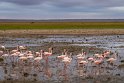 117 Amboseli Nationaal Park